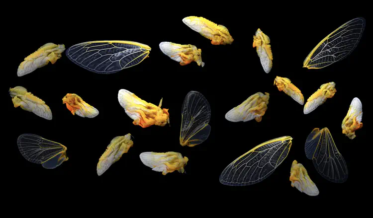 Cicada wings at various deployment stages