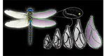 Soft deployable structures via core-shell inflatables